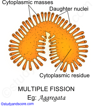 Multiple fission, Sexual reproduction in Paramecium, Asexual reproduction in Paramecium, Phylum protozoa reproduction